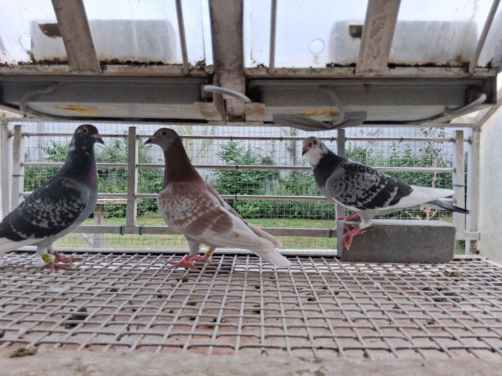 Mooie rode duivin, Dieren en Toebehoren, Vogels | Duiven, Vrouwelijk, Postduif