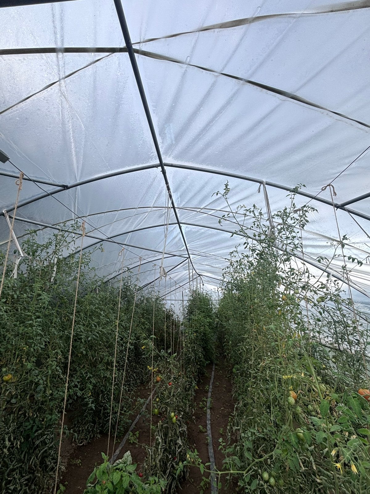 Ruime tunnelkas voor moestuin of kwekerij, Gebruikt, Folie, Kweekkas, Ophalen