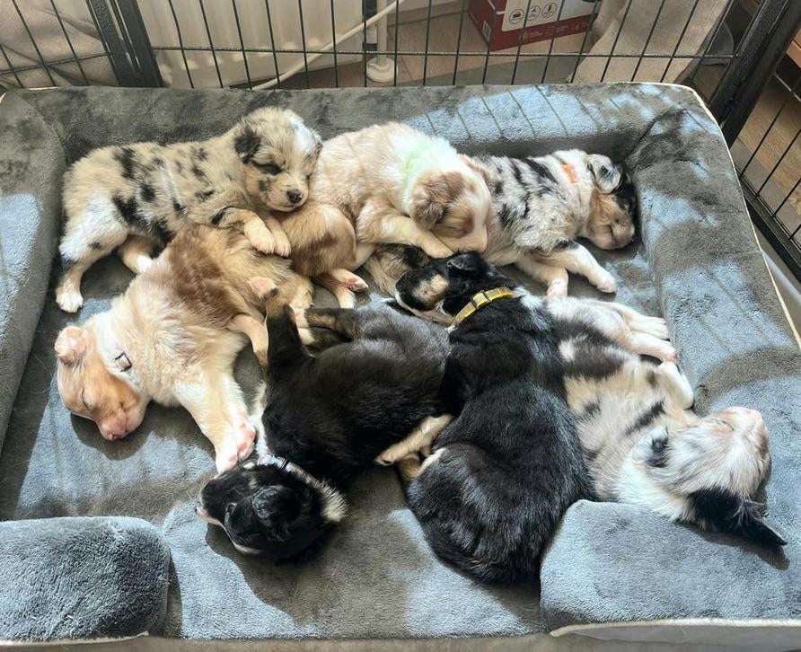 Lieve, sociale Bordercollie x Australian Shepherd pups, Dieren en Toebehoren, Honden | Herdershonden en Veedrijvers, Sheepdog