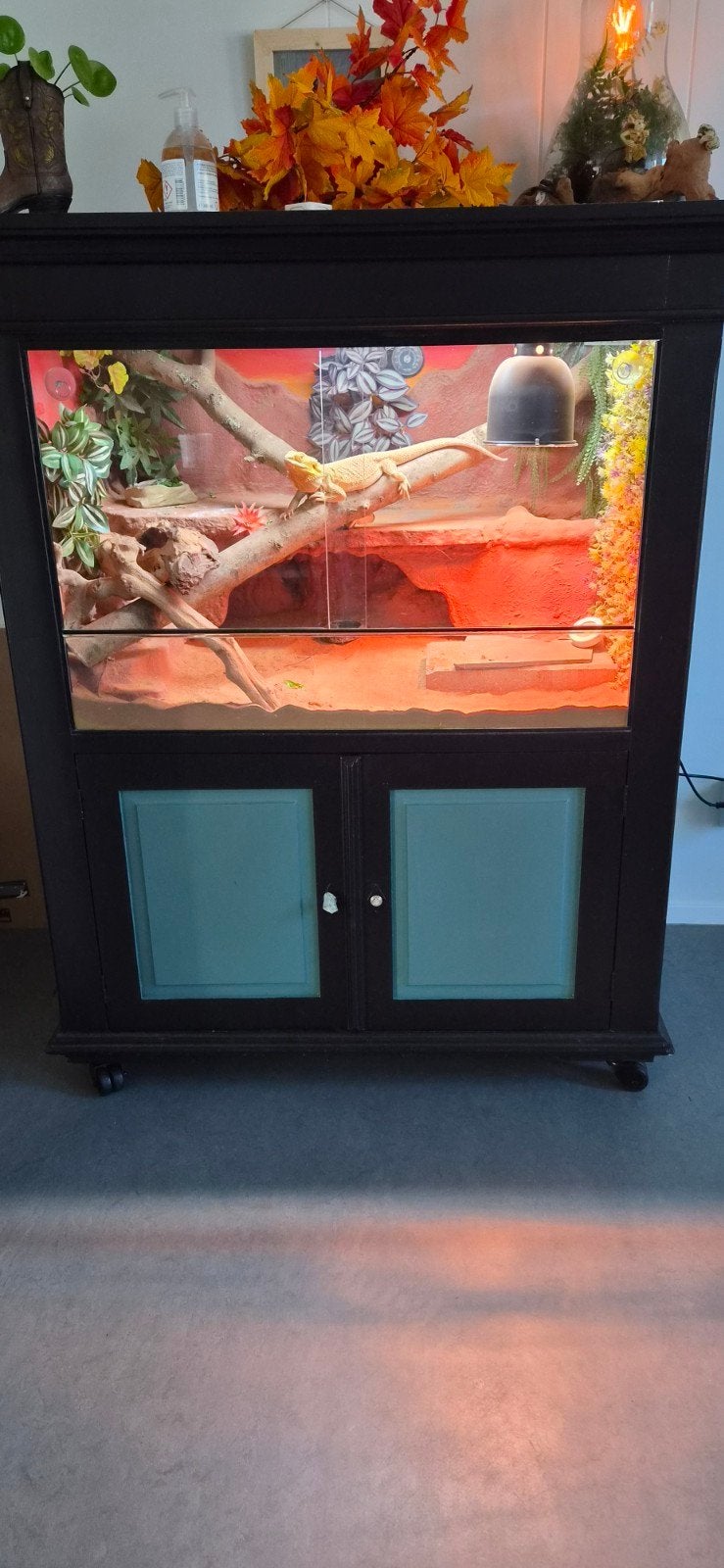 terrarium zonder inhoud, Ophalen, Gebruikt, Terrarium of Paludarium
