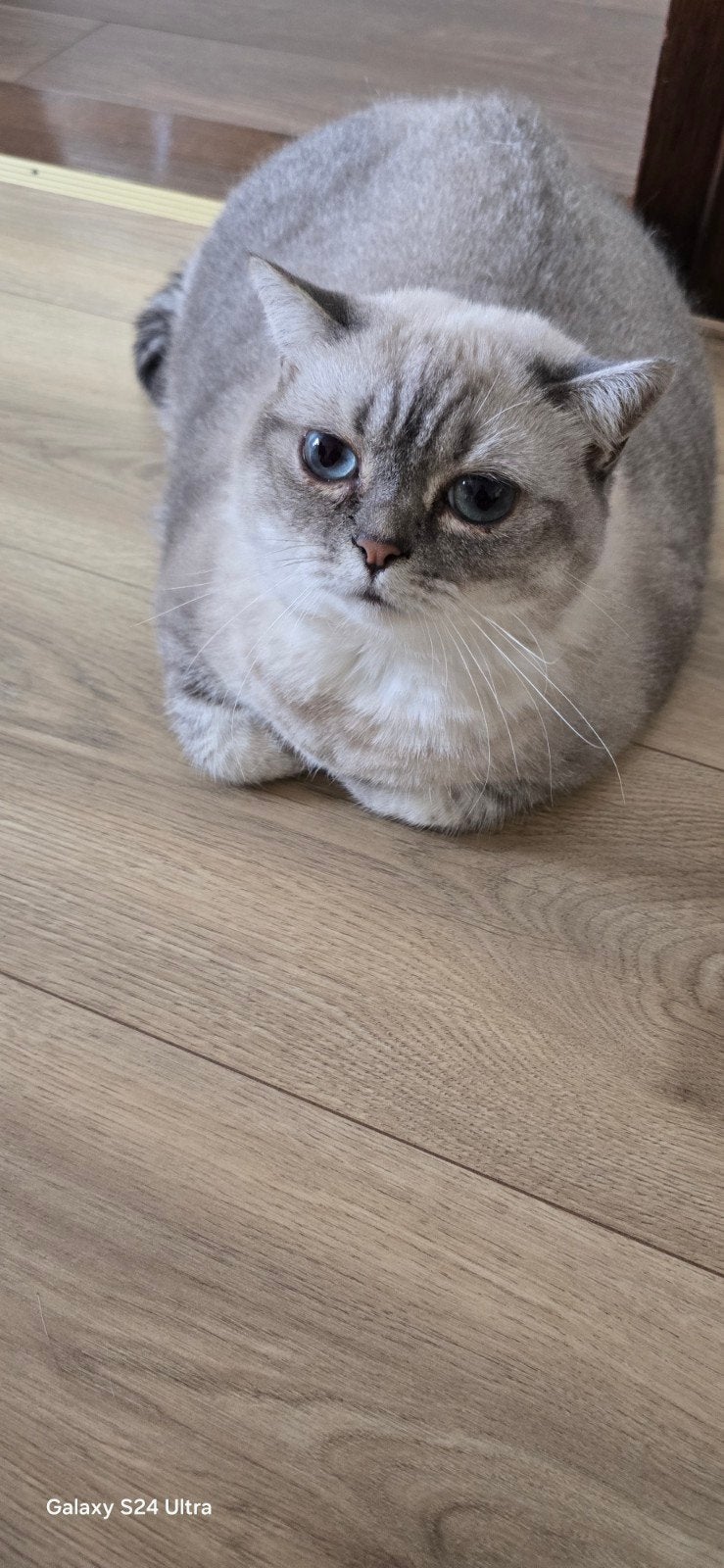 Lieve Kruising Brits Korthaar poes (2 jaar oud) zoekt een ni, Dieren en Toebehoren