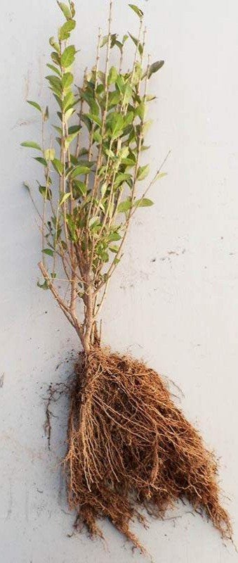 Vanaf 12/10: Ligustrum vulgare - Ligustrum vulgare Atroviren, Tuin en Terras, Ophalen, Overige soorten, Haag, Minder dan 100 cm