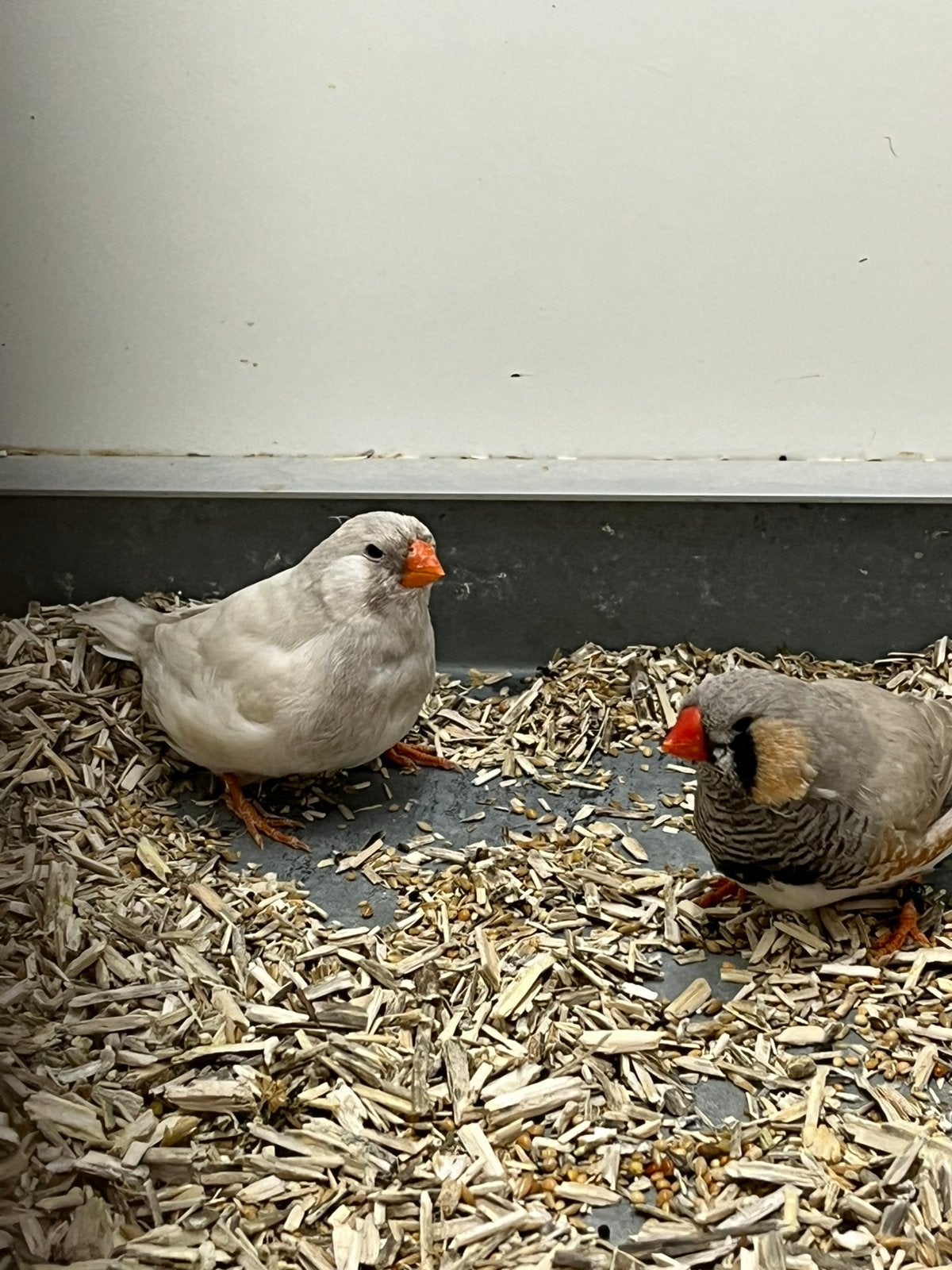 1-1 Zebravink Bleekrug Split Charcoal X Pastel Masker Char, Dieren en Toebehoren, Meerdere dieren, Tropenvogel, Geringd