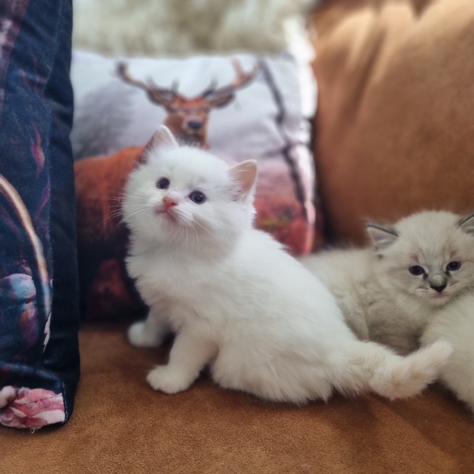 Het laatste ragdoll katertje beschikbaar, Meerdere dieren, Gechipt, 0 tot 2 jaar