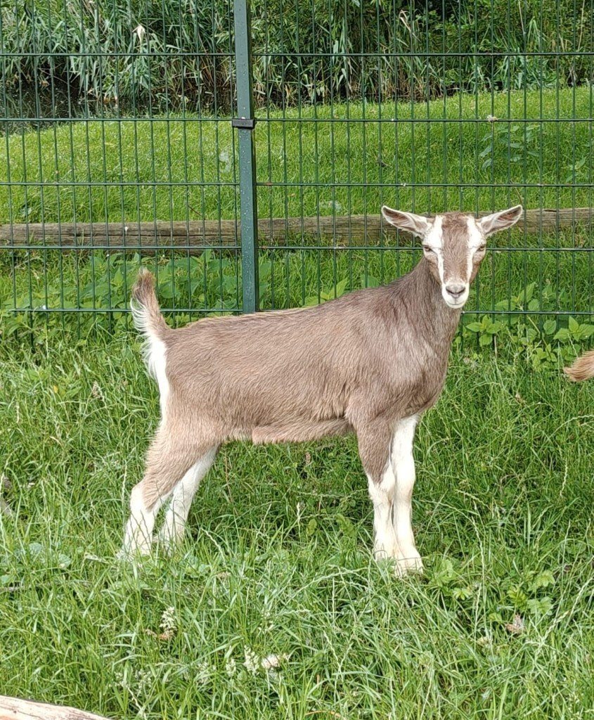 jonge ongehoornde toggenburger bok, Dieren en Toebehoren, Schapen, Geiten en Varkens, Mannelijk, Geit, 0 tot 2 jaar