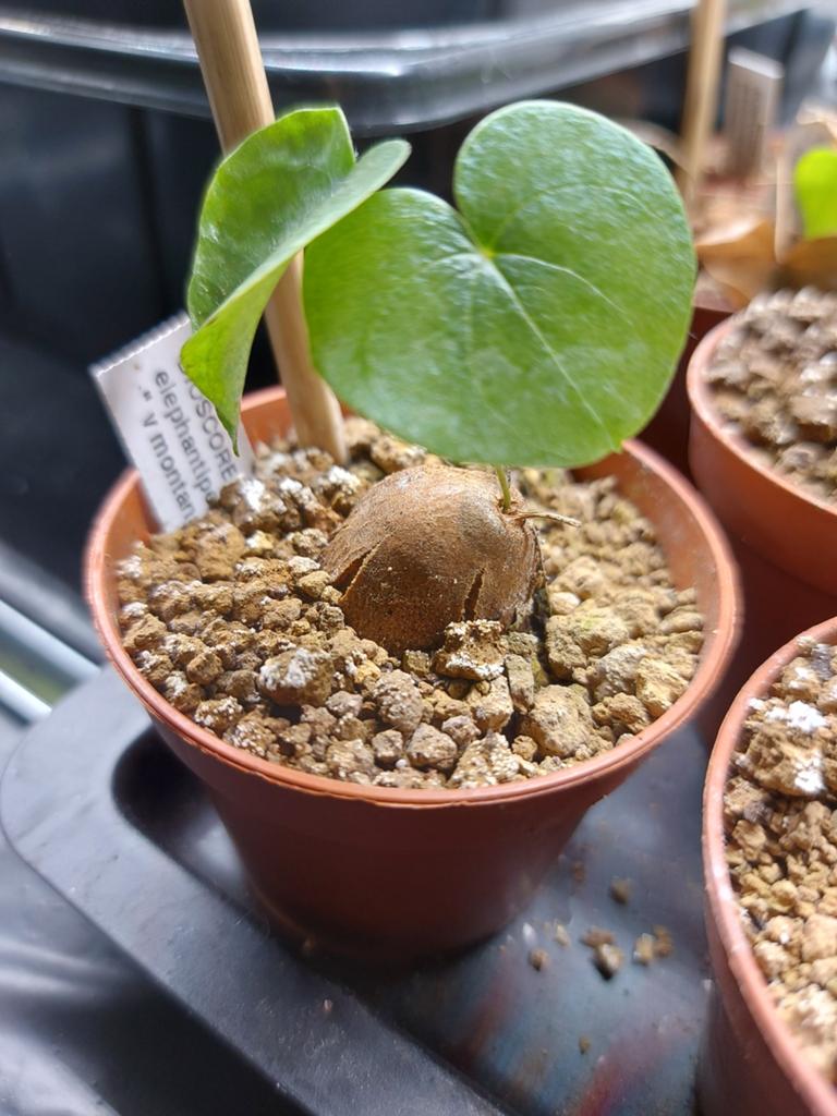 Dioscorea "Montana" schildpad caudex plant, Ophalen of Verzenden, Overige soorten, Halfschaduw, Minder dan 100 cm