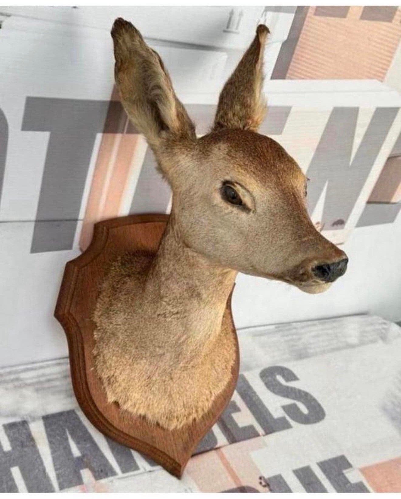 Taxidermie mooie Opgezette Ree kop - Capreolus wandmontage, Verzamelen, Ophalen of Verzenden, Zo goed als nieuw, Hert, Gewei of Kop