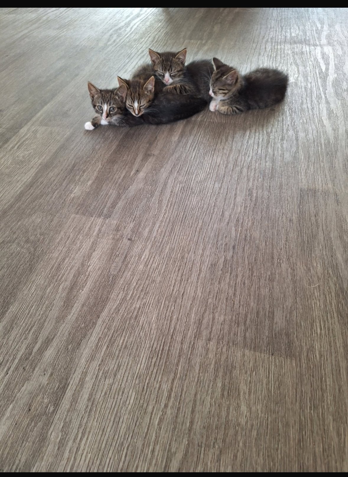 Kittens, Dieren en Toebehoren, Meerdere dieren, 0 tot 2 jaar