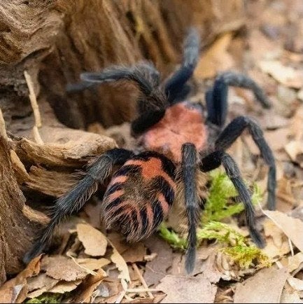 Davus Pentaloris 0.1, Dieren en Toebehoren, Spin of Schorpioen