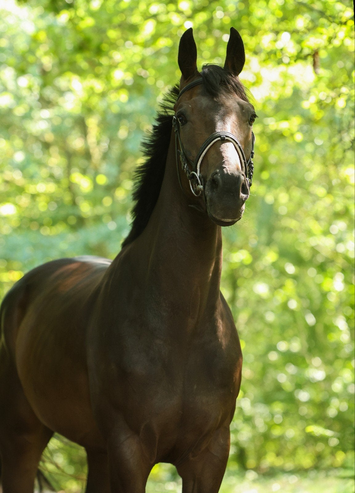 Driejarige ruin (allround/springen), Springpaard, Met stamboom, Ruin, Zadelmak