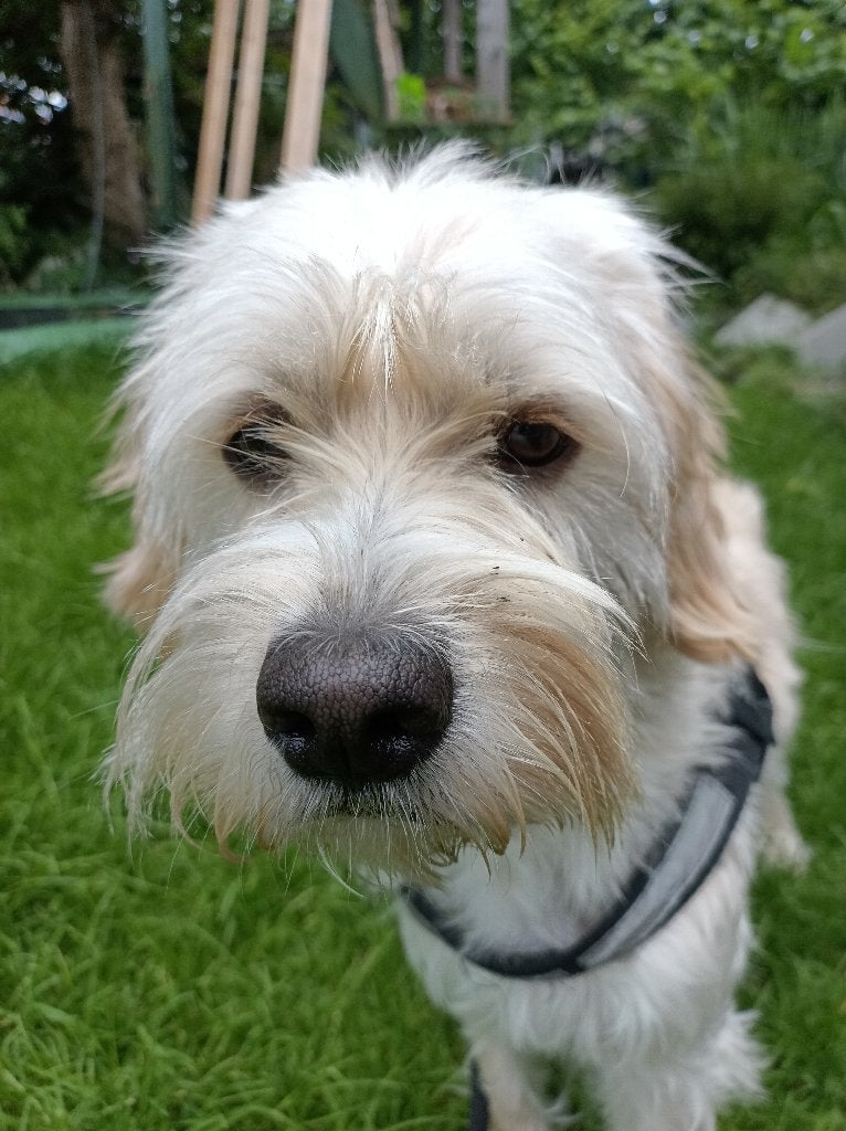 pup zoekt nieuw baasje, 1 tot 2 jaar, Eén hond, Nederland, Particulier