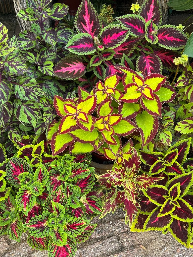Coleus stekjes, Huis en Inrichting, Kamerplanten, Bloeiende kamerplant, Ophalen of Verzenden, Halfschaduw, Minder dan 100 cm