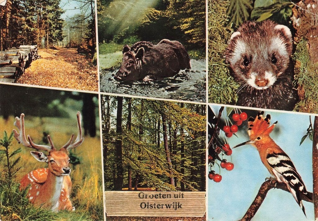 Groeten uit Oisterwijk, Ophalen of Verzenden, 1980 tot heden, Gelopen, Noord-Brabant