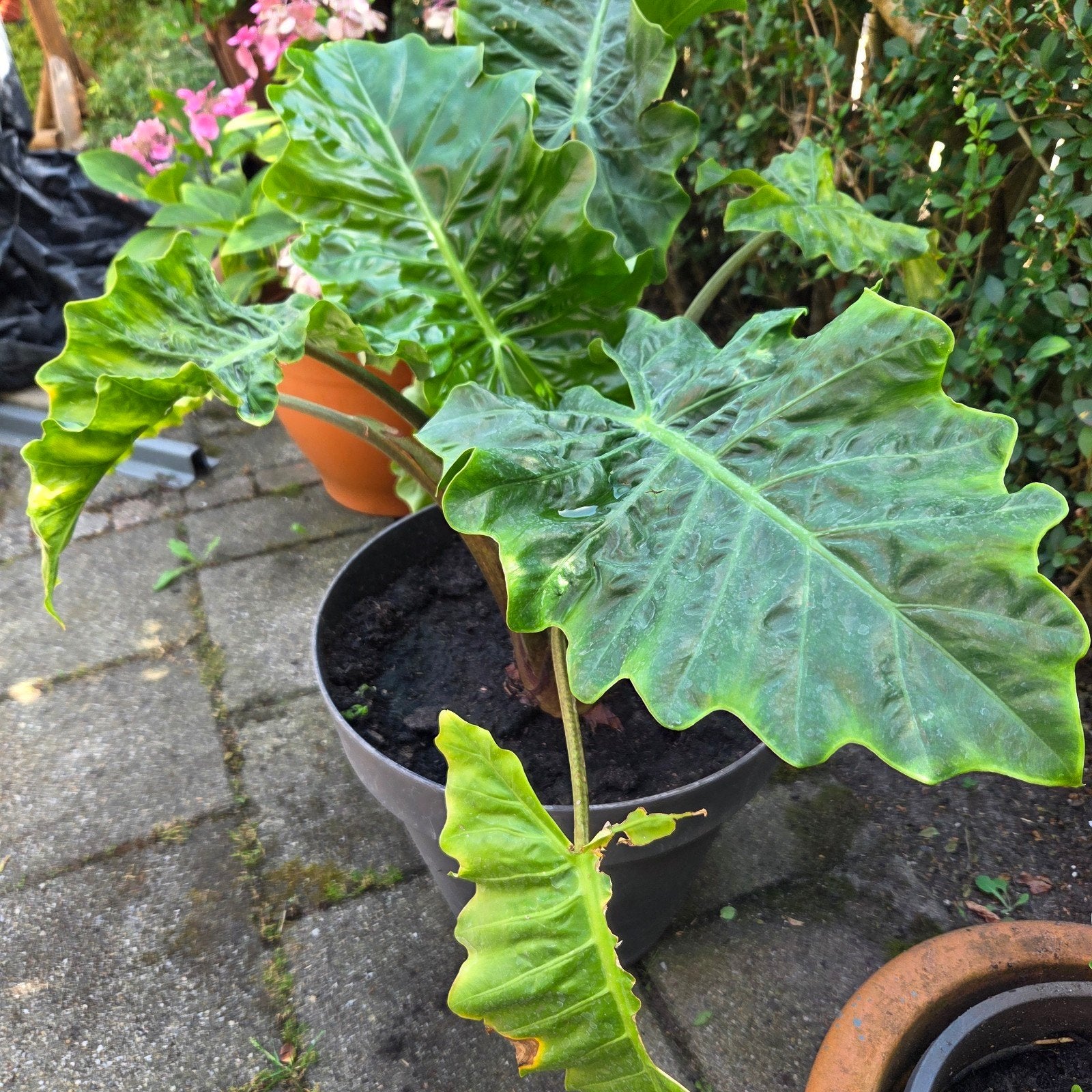 Alocasia Potodora ( Olifantsoor), Tuin en Terras, Ophalen, Minder dan 100 cm