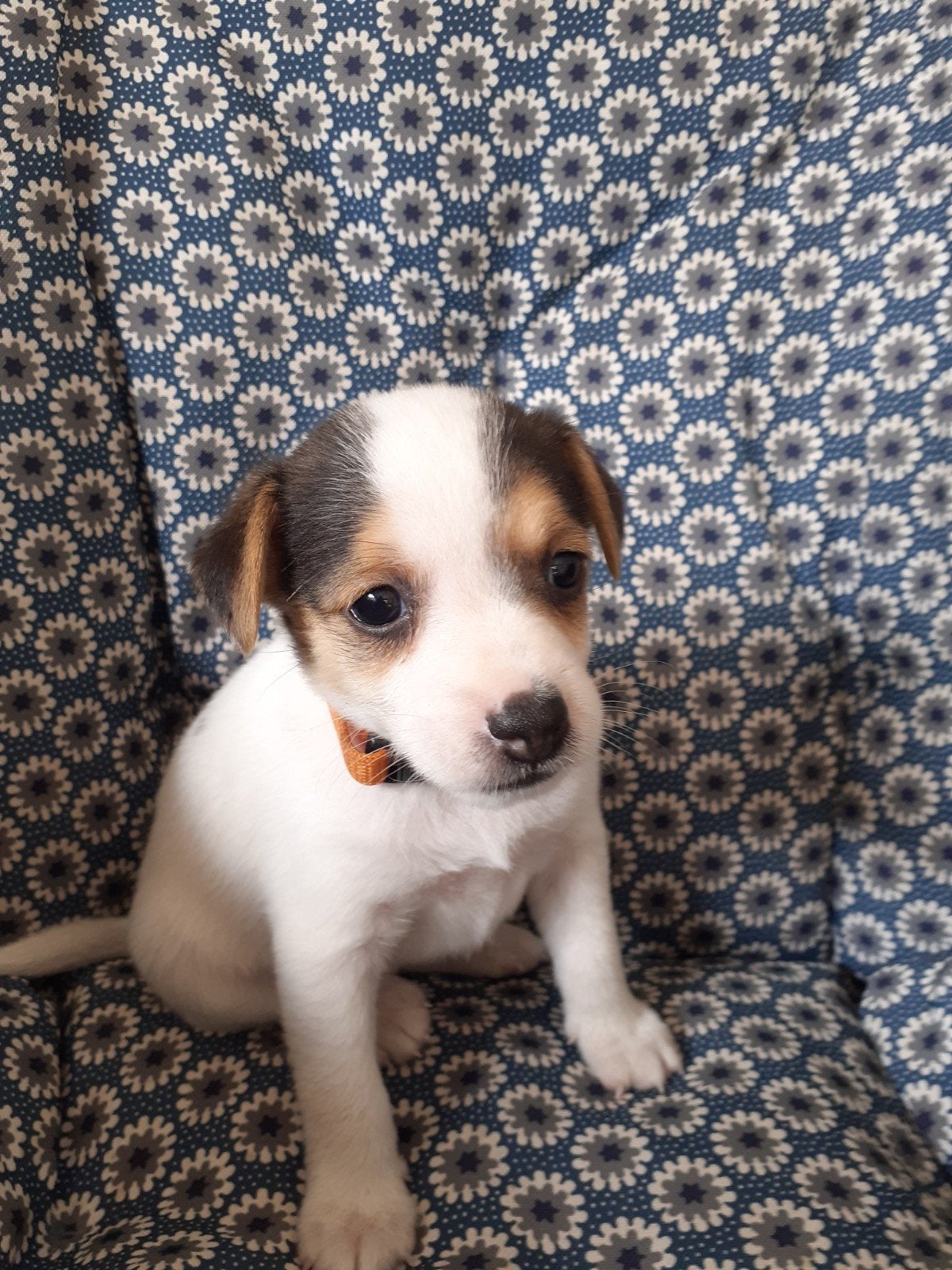 driekleurige boerenfox puppy's,nog 2 teefjes., 8 tot 15 weken, Parvo, Meerdere, Meerdere dieren