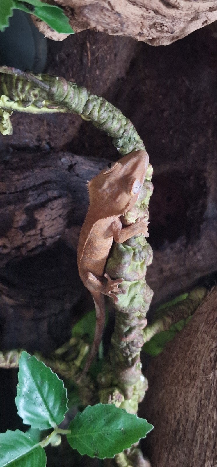 Jonge wimpergekko, Hagedis, 0 tot 2 jaar