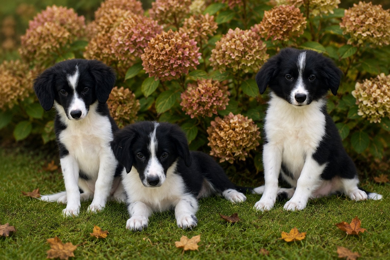 Prachtige BORDER COLLIE x FRIESE STABIJ pups, Parvo, Nederland, 8 tot 15 weken, Meerdere