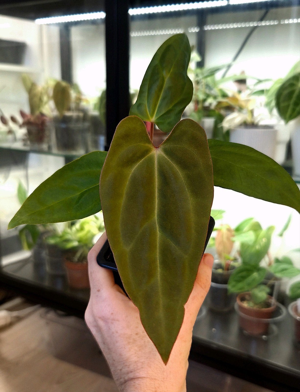 Anthurium Velvet Moira x Red Spider x Forgetii Dark Form, Verzenden, Halfschaduw, Minder dan 100 cm