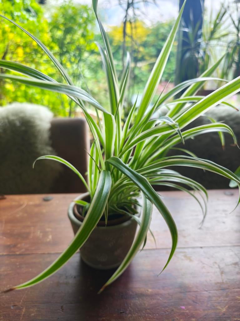 Rommelmarkt spullen, trunk sale, garage verkoop, Diversen, Rommelmarktspullen, Ophalen