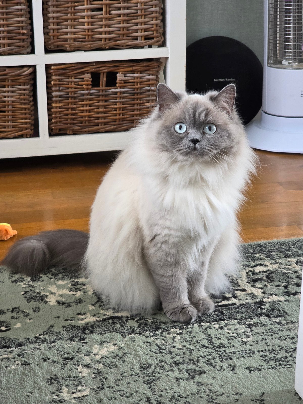 Britse langhaar blue point poes, Dieren en Toebehoren, Katten en Kittens | Raskatten | Langhaar, Poes, Gechipt, 0 tot 2 jaar