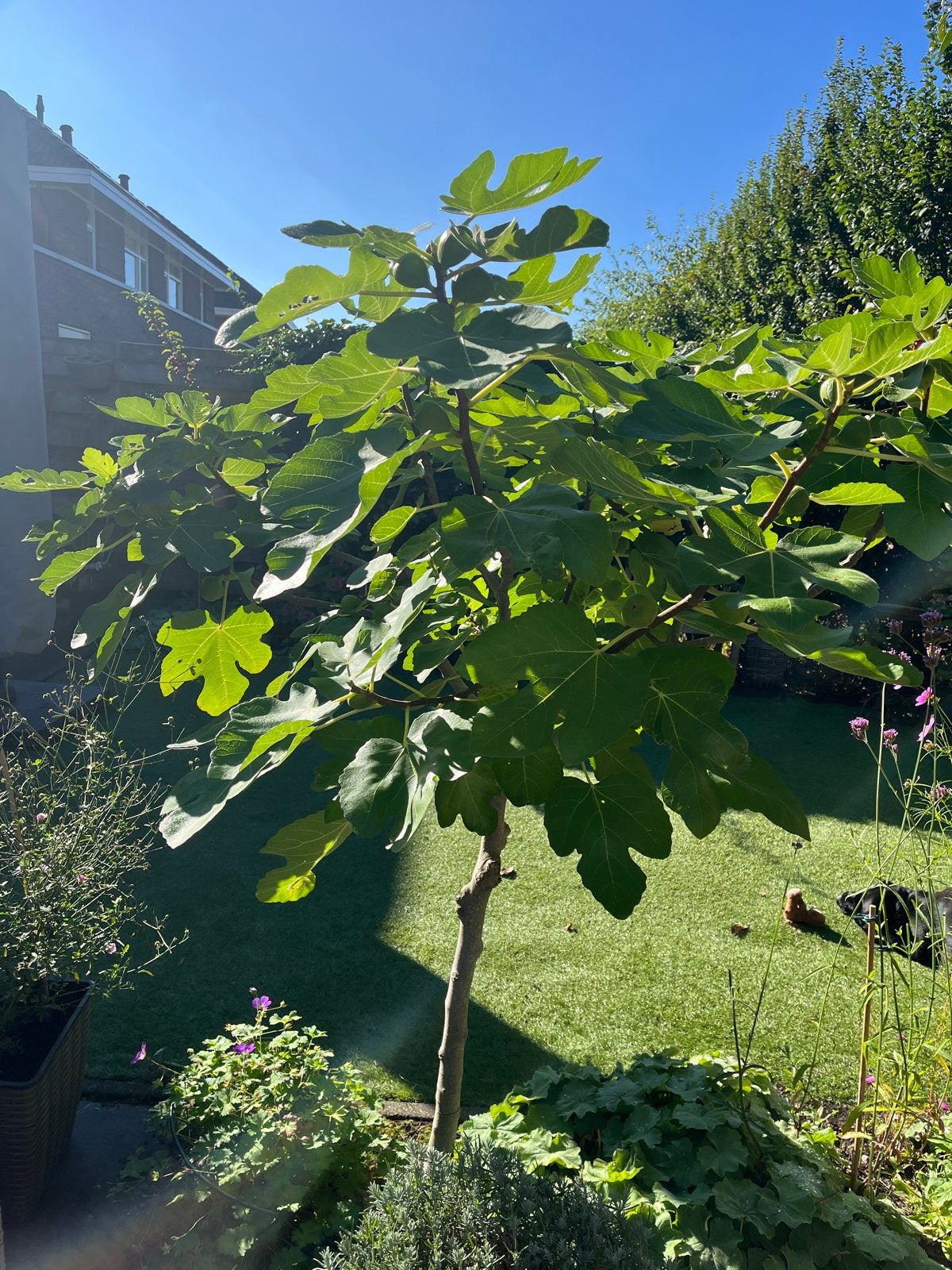 Vijgenboom 180 cm hoog - Vaste plant met fruit, Ophalen, Volle zon, Vaste plant, Zomer