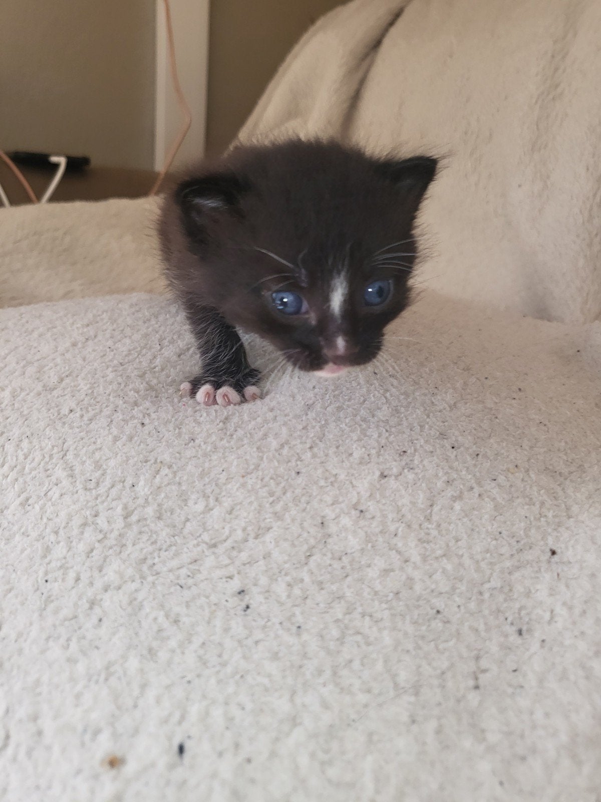 4 kittens
