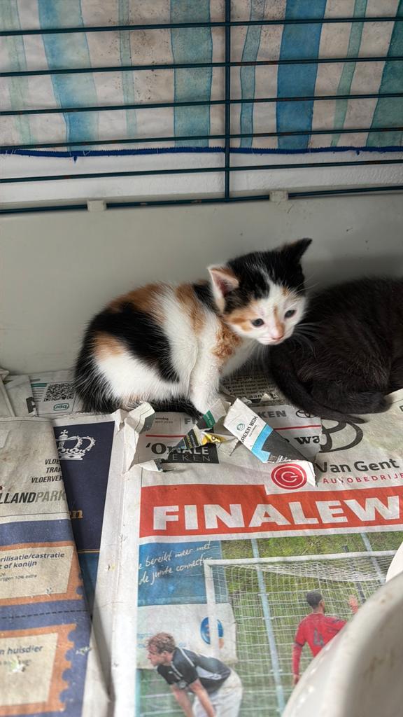 Vier schattige kittens zoeken een nieuw thuis, Dieren en Toebehoren, Katten en Kittens | Overige Katten, Meerdere dieren, 0 tot 2 jaar