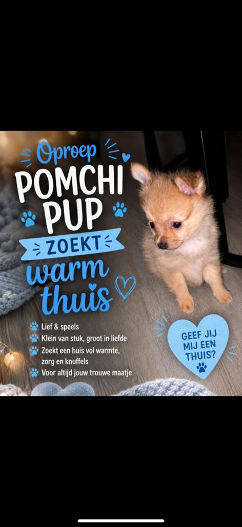 Pomchi pup, 8 tot 15 weken, Eén hond, Nederland, Particulier