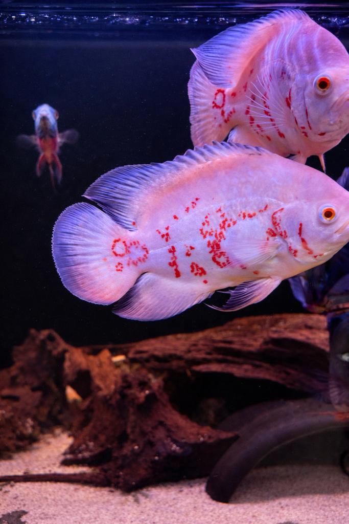 Astronotus Ocellatus Super Red Chili L, Dieren en Toebehoren, Vis
