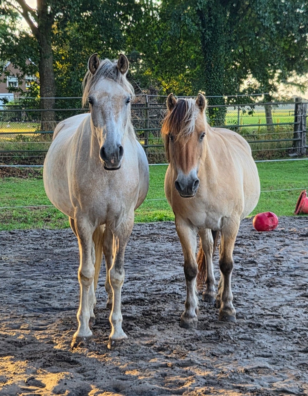 verzorgster, bijrijdster grondwerk gezocht. Verzorpaard, Dieren en Toebehoren, Paarden en Pony's | Overige Paardenspullen, Ophalen