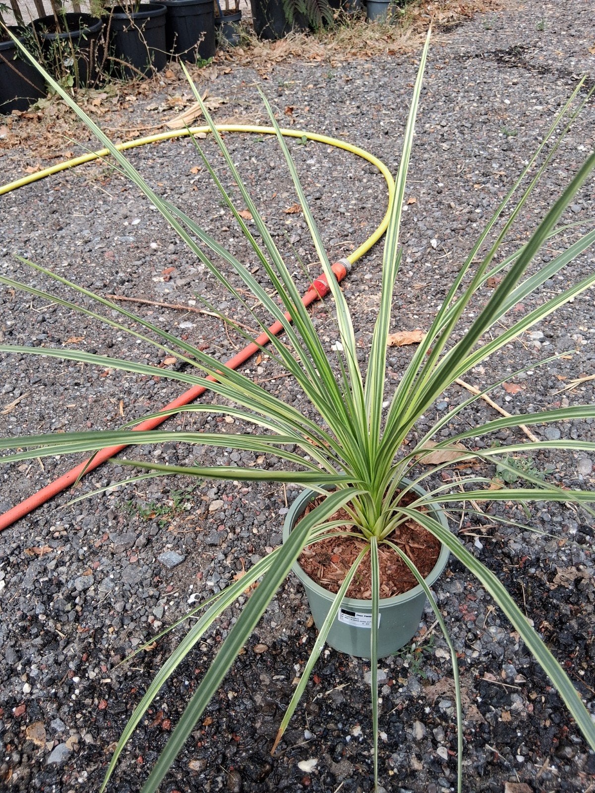 Cordyline varigata, Ophalen, Overige soorten, Volle zon