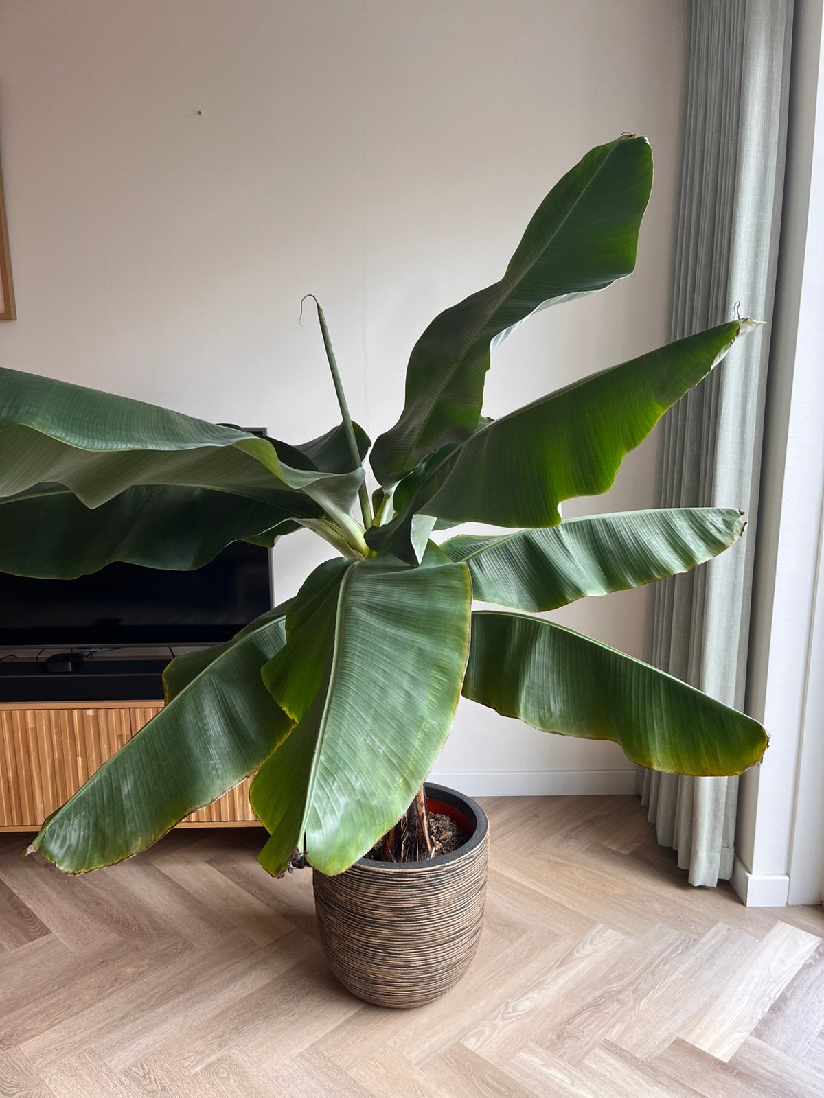 Grote bananenplant Musa Dwarf 1.95m hoog, Huis en Inrichting, Kamerplanten, Ophalen, Overige soorten, Halfschaduw, In pot