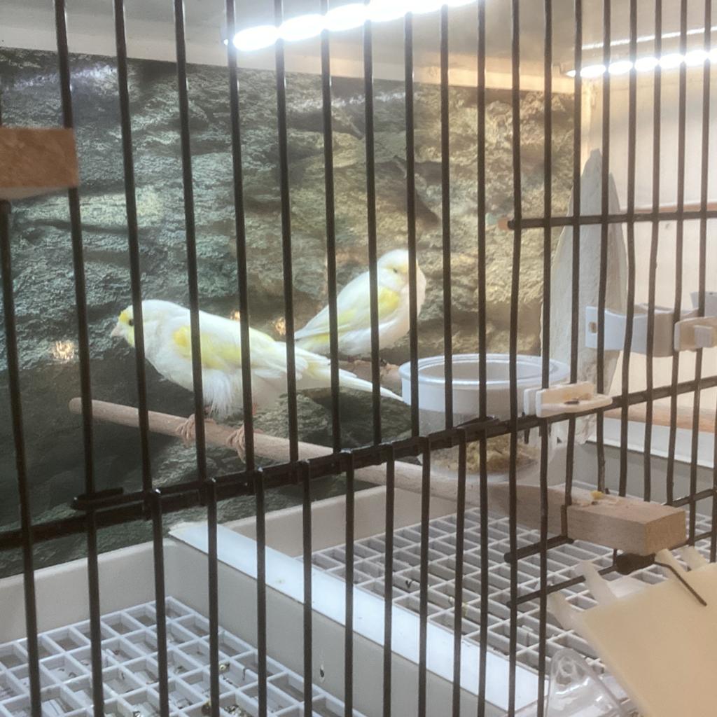 Broedkooien, Meerdere dieren, Kleurkanarie
