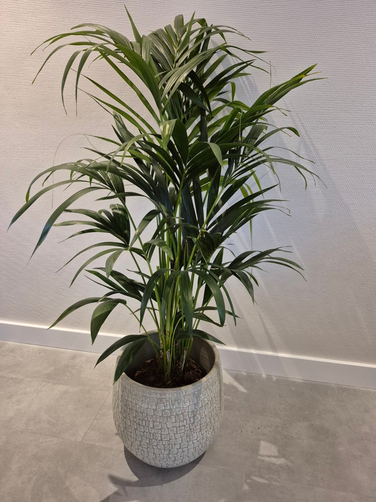 Howea Forsteriana (Kentiapalm) - Grote Kamerplant, Ophalen, 100 tot 150 cm, Palm, Halfschaduw