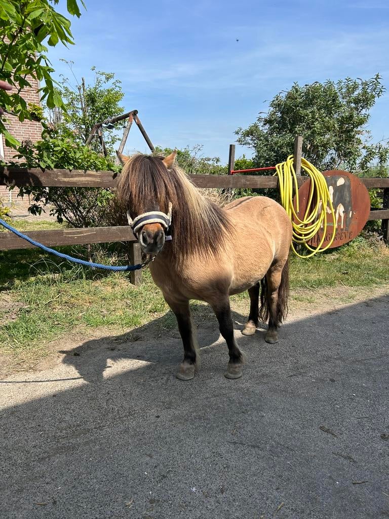 Valk kleurige Shetlander merrie, Dieren en Toebehoren, Merrie, A pony (tot 1.17m), Met stamboom, 3 tot 6 jaar