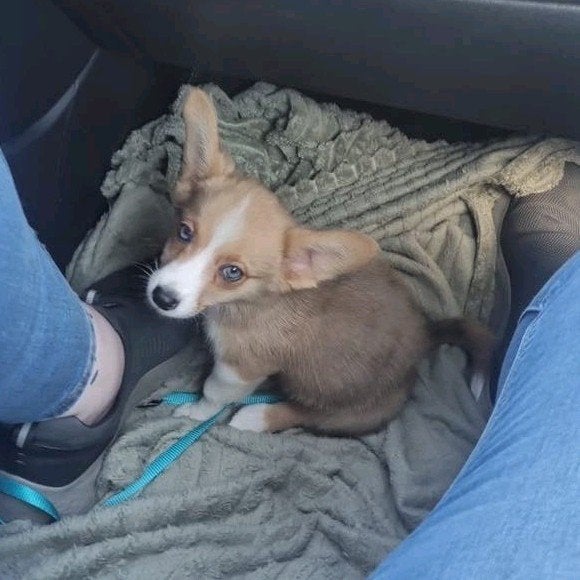 Welsh Corgi Pup (Male), Dieren en Toebehoren, Honden | Niet-rashonden, Reu, 8 tot 15 weken, Eén hond, Nederland