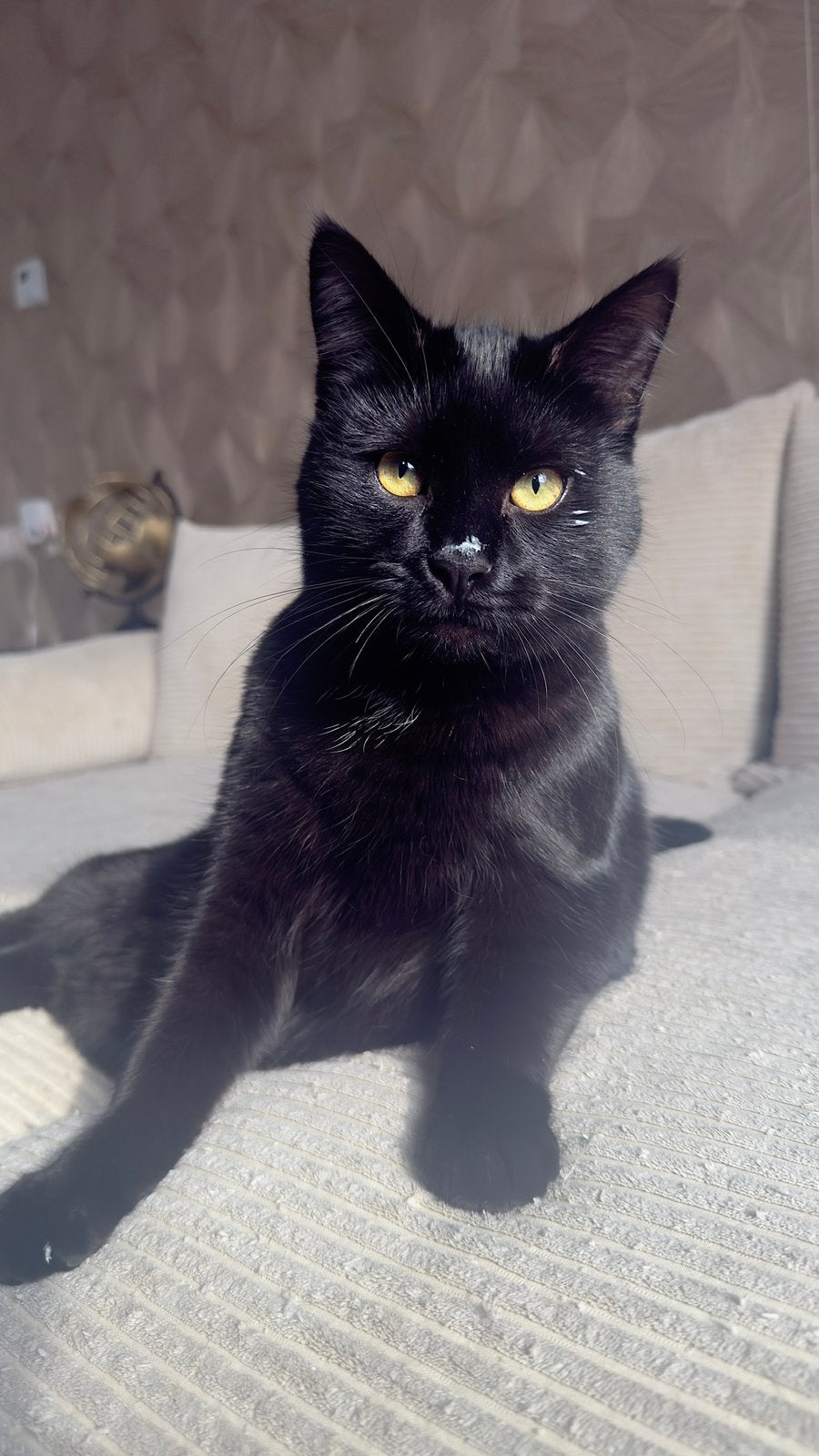 Lieve Simba zoekt een liefdevol nieuw thuis ️, Kater, Kortharig, 0 tot 2 jaar