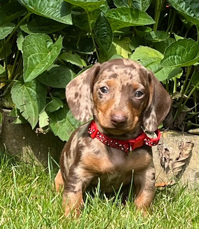 Knuffelige dwerg teckel pups, Parvo, 8 tot 15 weken, Korthaar, Dwerg