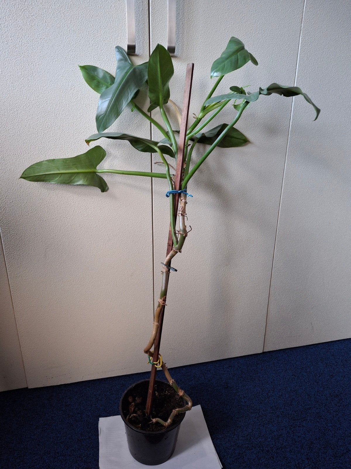 GRATIS Grote Philodendron Kamerplant - Groene Bladeren 95 cm, Ophalen, 100 tot 150 cm, Overige soorten, Halfschaduw