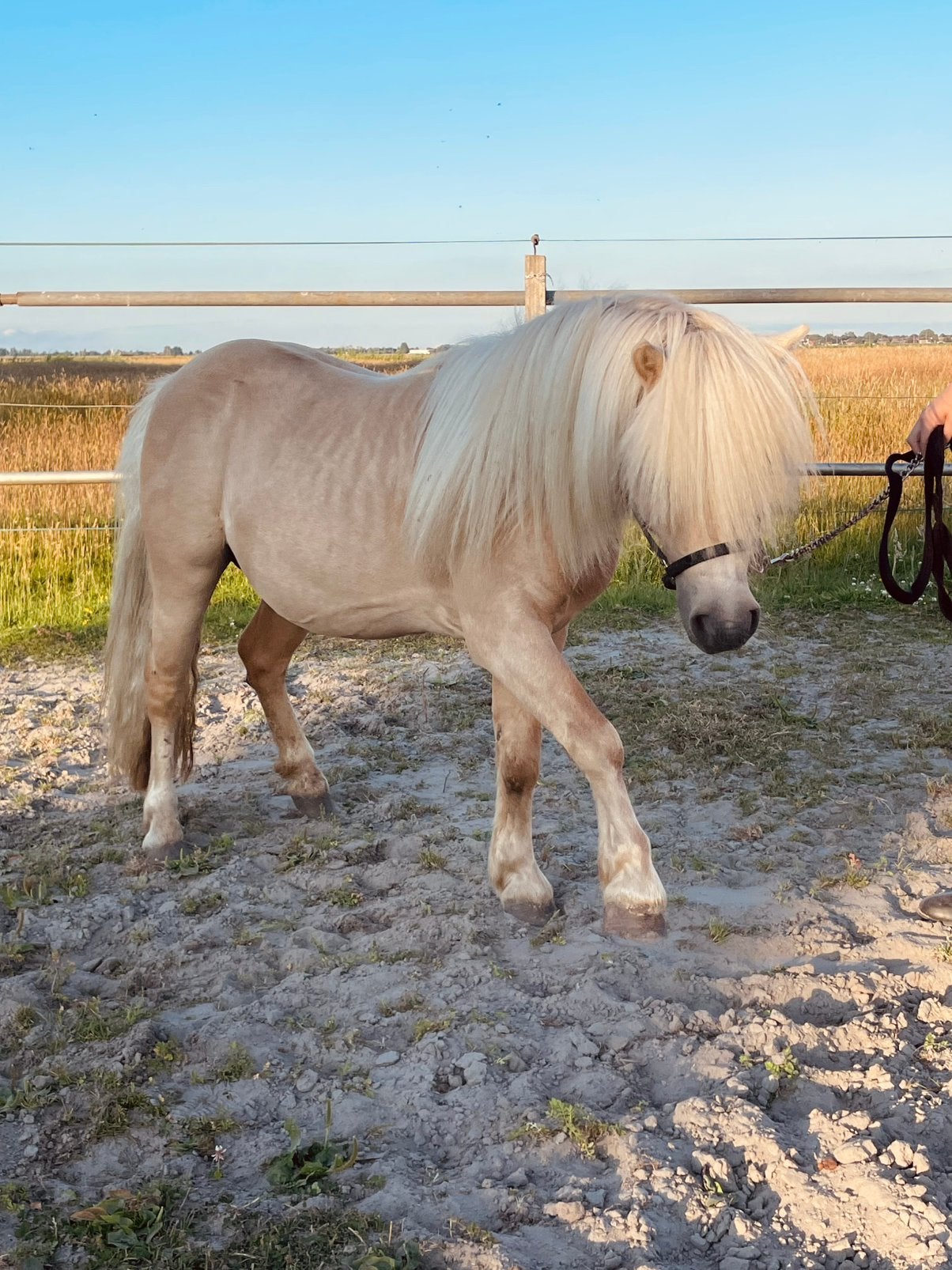 Super knappe hengst te koop, Hengst, A pony (tot 1.17m), 11 jaar of ouder