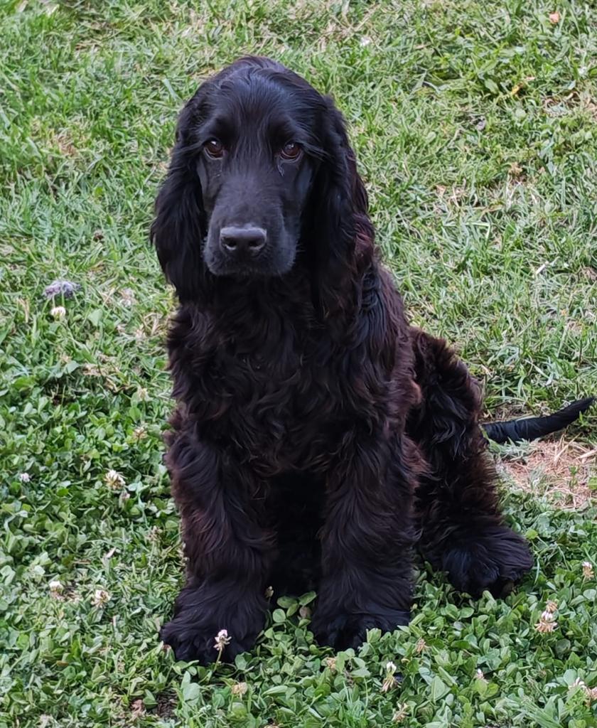 Cockerspaniël pup, Dieren en Toebehoren, 15 weken tot 1 jaar, Reu, Parvo, Eén hond