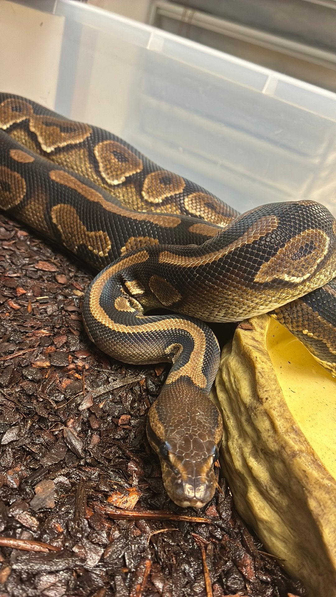 Ball python regius Ball Python photo 2