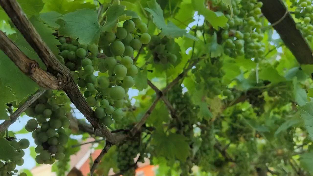wijnstokken, Tuin en Terras, Planten | Bomen, Ophalen, Bloeit niet, Volle zon, Overige soorten