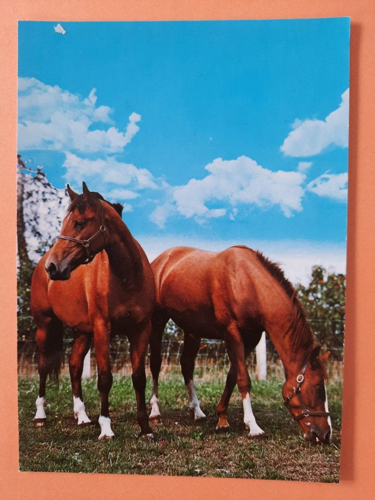 ansichtkaart kaart paard veulen, Verzamelen, Ophalen, 1960 tot 1980, Ongelopen, Paard