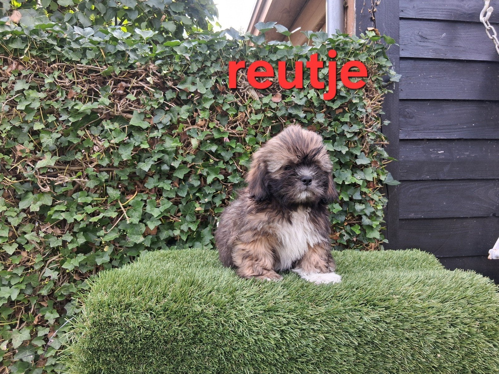 Te koop mooie speelse klein blijvende boomer pups, Dieren en Toebehoren, Honden | Chihuahua's en Gezelschapshonden, Parvo, Overige rassen