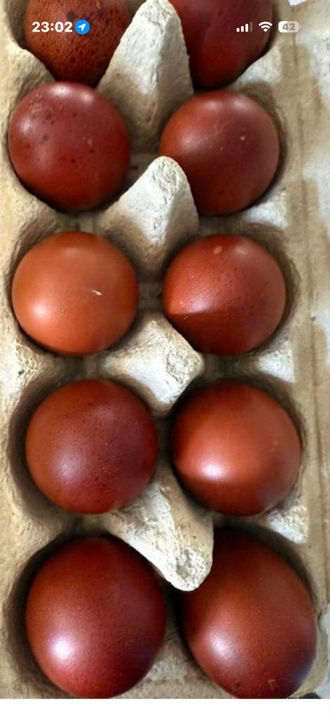Marans Broed eieren koperhals zwart, Geslacht onbekend, Kip