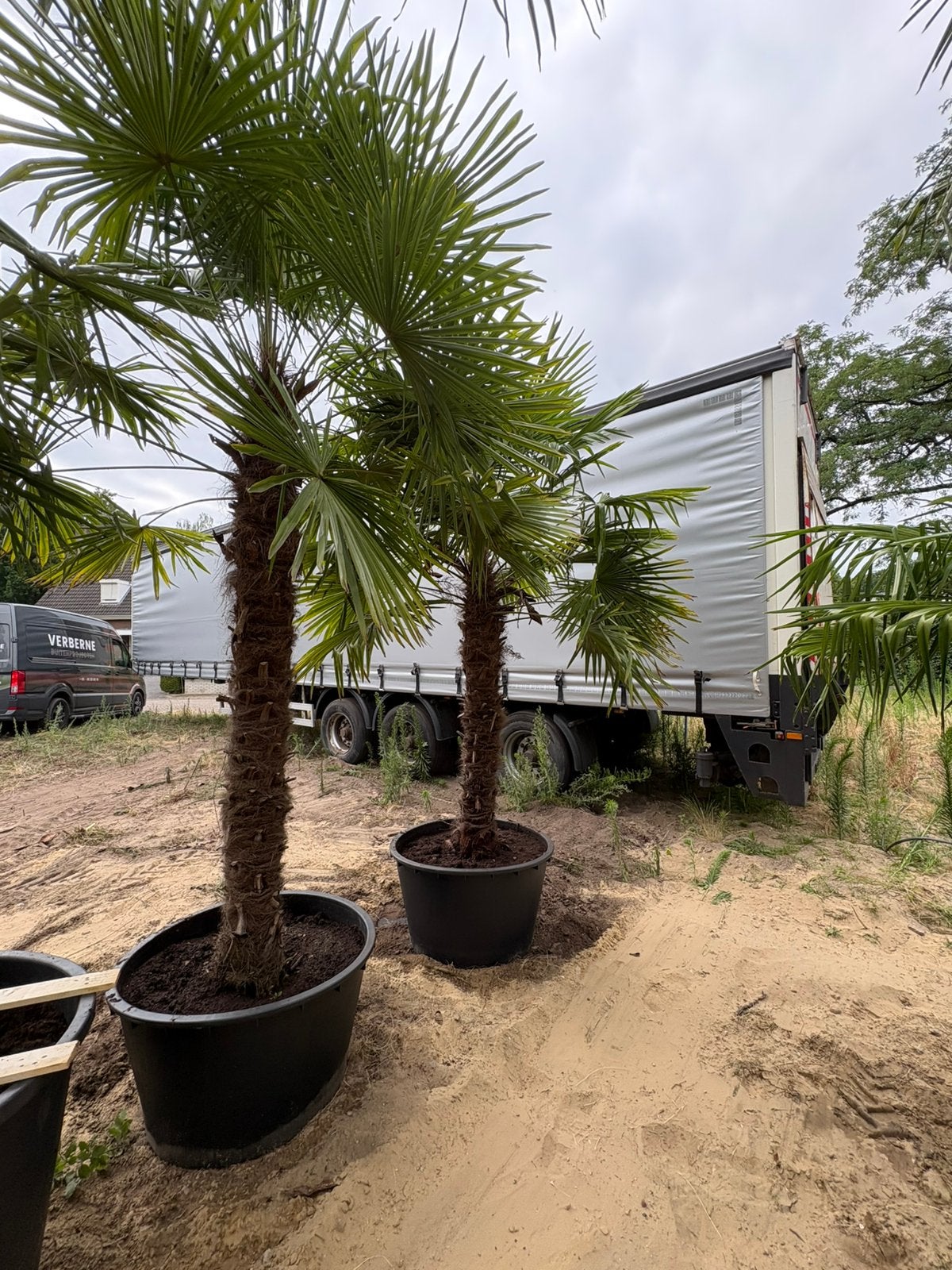 Palmboom/Palmbomen - Trachycarpus fortunei, 100 tot 250 cm, Zomer, Palmboom, Ophalen