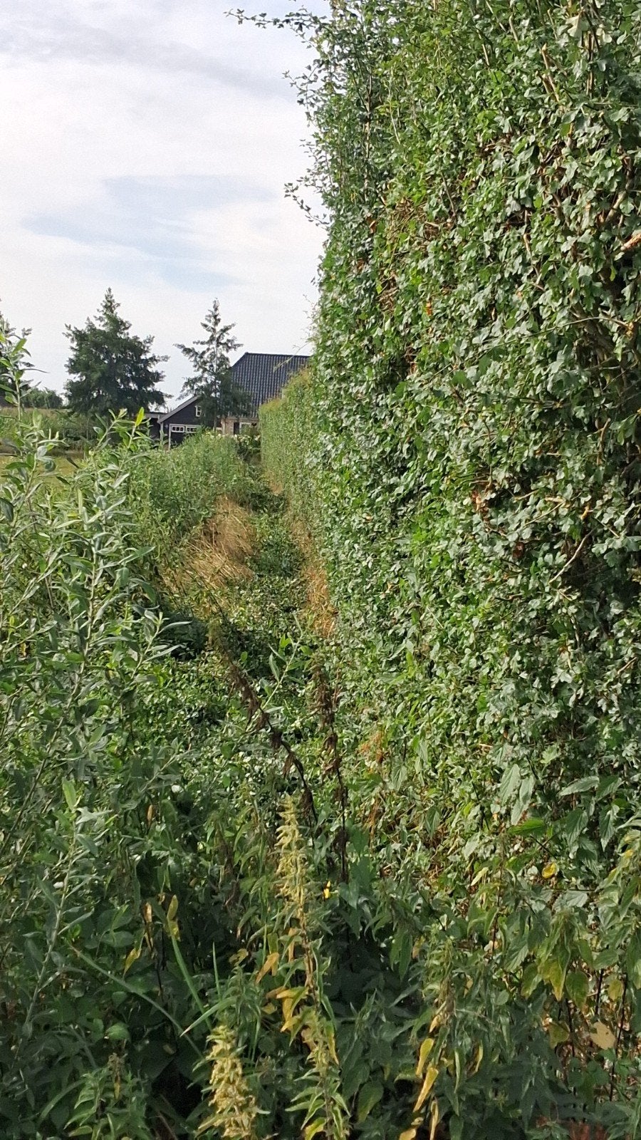 Tuinman hovenier stratenmaker voor al uw tuinklussen!!!