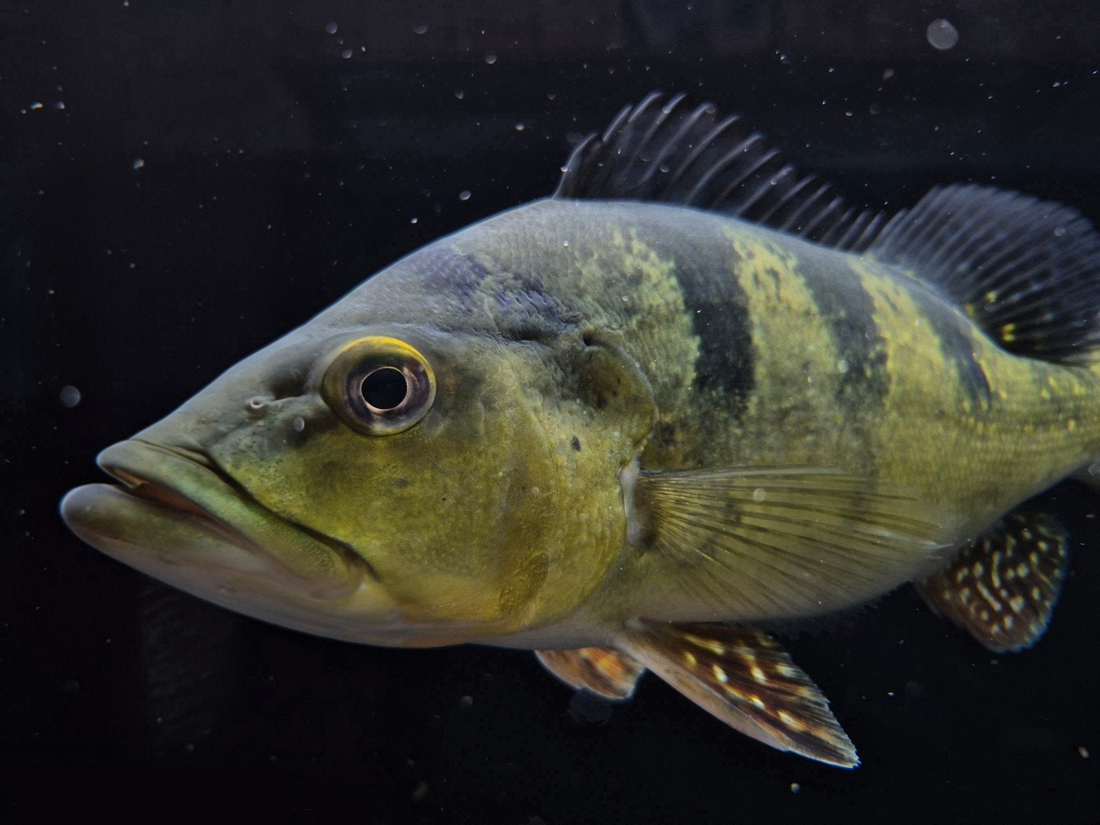 cichla kelberi, Vis, Zoetwatervis