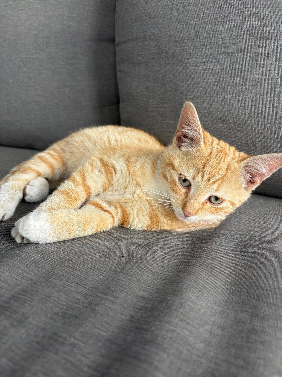 Kittens, Meerdere dieren